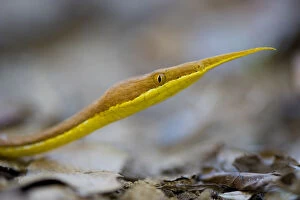 Images Dated 13th June 2008: Leaf nosed twig snake (Langaha madagascariensis) male, Baie de Baly National Park