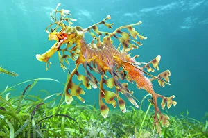 Leafy seadragon (Phycodurus eques) male carrying eggs, swims over seagrass meadow Leafy seadragon (Phycodurus eques) male carrying eggs, swims over seagrass meadow