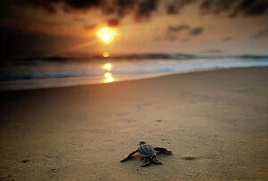 New Life Collection: Leatherback Turtle (Dermochelys coriacea) hatchling crossing a beach to get to the sea
