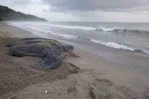 Leatherback turtle (Dermochelys coriacea) female returning to sea after laying eggs Leatherback turtle (Dermochelys coriacea) female returning to sea after laying eggs
