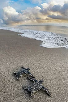 New Life Collection: Two Leatherback turtle (Dermochelys coriacea) hatchlings moving across beach towards sea after