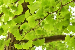 Leaves of a Ginkgo tree or Maidenhair tree (Ginkgo biloba) Tangjiahe National Nature Reserve Leaves of a Ginkgo tree or Maidenhair tree (Ginkgo biloba) Tangjiahe National Nature Reserve