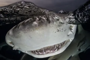 Lemon shark (Negaprion brevirostris) below surface. Tiger Beach, Little Bahama Bank Lemon shark (Negaprion brevirostris) below surface. Tiger Beach, Little Bahama Bank