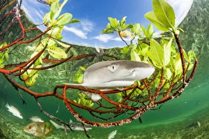 Images Dated 16th October 2014: Lemon shark pup (Negaprion brevirostris) in mangrove forest which acts as a nursery