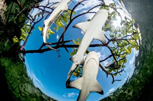 Lemon shark pups (Negaprion brevirostris) in mangrove forest, Eleuthera, Bahamas Lemon shark pups (Negaprion brevirostris) in mangrove forest, Eleuthera, Bahamas
