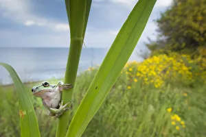Lemon-yellow tree frog (Hyla savignyi) peering around coastal plant. Cyprus. April Lemon-yellow tree frog (Hyla savignyi) peering around coastal plant. Cyprus. April