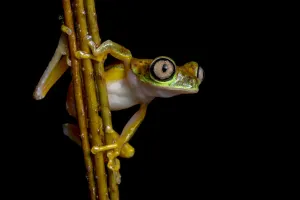 Lemur leaf frog (Agalychnis lemur) at night, Central Caribbean foothills, Costa Rica Lemur leaf frog (Agalychnis lemur) at night, Central Caribbean foothills, Costa Rica
