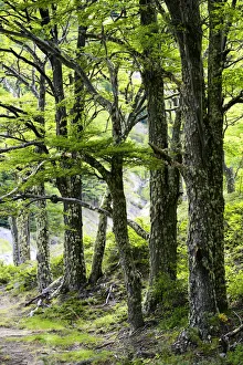 Lenga forest (Nothofagus pumilio) in Ascensio river valley on the W Trek, Torres Lenga forest (Nothofagus pumilio) in Ascensio river valley on the W Trek, Torres