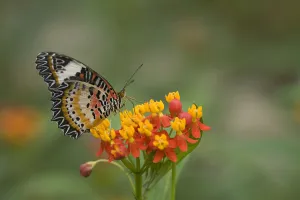Leopard lacewing (Cethosia cyane) nectaring on Tropical milkweed / Bloodflower (Asclepias Leopard lacewing (Cethosia cyane) nectaring on Tropical milkweed / Bloodflower (Asclepias