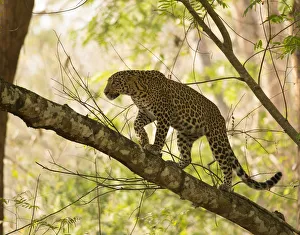 Leopard (Panthera pardus) climbing in tree. Kabini, Nagarhole National Park, Karnataka Leopard (Panthera pardus) climbing in tree. Kabini, Nagarhole National Park, Karnataka