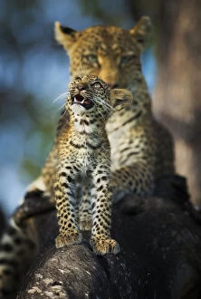 Images Dated 16th April 2014: Leopard (Panthera pardus) cub looking up at birds (out of frame) with mother in background