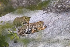 Leopard (Panthera pardus) female with one of its cubs, killing a feral / domestic Leopard (Panthera pardus) female with one of its cubs, killing a feral / domestic