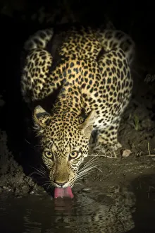 Flick solitaire nick garbutt/leopard panthera pardus female drinking night Flick solitaire nick garbutt/leopard panthera pardus female drinking night