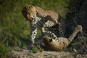 Aggression Gallery: Leopard (Panthera pardus) female fighting off male after he tries to mate with her