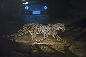 Leopard (Panthera pardus fusca), crossing road in front of vehicle at night, Rajasthan Leopard (Panthera pardus fusca), crossing road in front of vehicle at night, Rajasthan