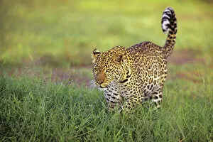 Panthera Gallery: Leopard (Panthera pardus) walking through grass, Masai Mara National Reserve, Kenya, East Africa