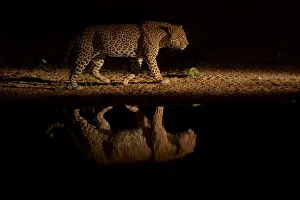 Leopard (Panthera pardus) walking beside waterhole, reflected in the water at dusk Leopard (Panthera pardus) walking beside waterhole, reflected in the water at dusk