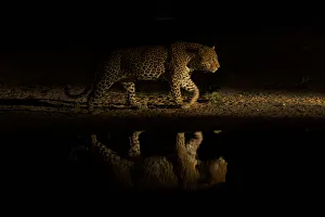 Leopard (Panthera pardus) walking along waterhole, reflected in the water at dusk Leopard (Panthera pardus) walking along waterhole, reflected in the water at dusk