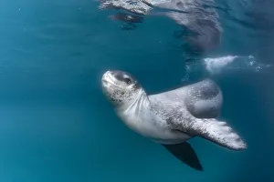 Leopard seal (Hydrurga leptonyx), Antarctic Peninsula, Antarctica Leopard seal (Hydrurga leptonyx), Antarctic Peninsula, Antarctica