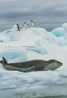 Adelie Penguin Gallery: Leopard seal (Hydrurga leptonyx) resting on ice with three Adelie penguin