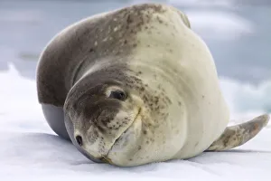 Leopard Seal (Hydrurga leptonyx) resting on iceberg, Antarctica, February Leopard Seal (Hydrurga leptonyx) resting on iceberg, Antarctica, February