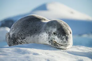 Leopard seal (Hydrurga leptonyx) resting in an iceberg, Port Charcot, Antarctic Peninsula Leopard seal (Hydrurga leptonyx) resting in an iceberg, Port Charcot, Antarctic Peninsula
