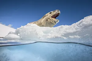 Leopard seal (Hydrurga leptonyx) resting over an iceberg, Antarctic Peninsula, Antarctica Leopard seal (Hydrurga leptonyx) resting over an iceberg, Antarctic Peninsula, Antarctica