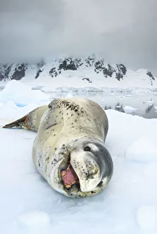 Leopard seal (Hydrurga leptonyx) resting over an iceberg, Antarctic Peninsula, Antarctica Leopard seal (Hydrurga leptonyx) resting over an iceberg, Antarctic Peninsula, Antarctica