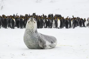 Leopard seal (Hydrurga leptonyx) rests, with King penguins (Aptenodytes patagonicus Leopard seal (Hydrurga leptonyx) rests, with King penguins (Aptenodytes patagonicus