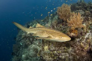 Leopard shark (Stegostoma fasciatum) cruising along the edge of an underwater drop off Leopard shark (Stegostoma fasciatum) cruising along the edge of an underwater drop off