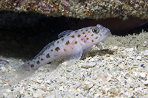 Leopard-spotted Goby (Thorogobius ephippiatus). Channel Islands, UK, June Leopard-spotted Goby (Thorogobius ephippiatus). Channel Islands, UK, June