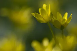 Lesser celandine / Figwort (Ranunculus ficaria) France Lesser celandine / Figwort (Ranunculus ficaria) France