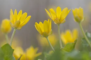 Lesser celandine flowers (Ranunculus ficaria), Staatsbossen, Texel, the Netherlands Lesser celandine flowers (Ranunculus ficaria), Staatsbossen, Texel, the Netherlands