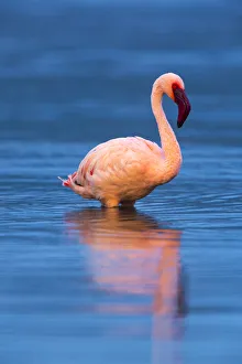 Lesser flamingo (Phoeniconaias minor) portrait, Lake Bogoria, Rift valley, Kenya, Africa Lesser flamingo (Phoeniconaias minor) portrait, Lake Bogoria, Rift valley, Kenya, Africa