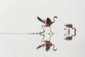 Images Dated 23rd August 2009: Two Lesser flamingos (Phoeniconaias minor) one feeding the other running, Lake Nakuru NP