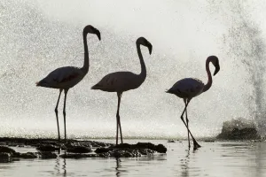 Three Lesser flamingos (Phoeniconaias minor) silhouetted in front of geyser, Lake Three Lesser flamingos (Phoeniconaias minor) silhouetted in front of geyser, Lake
