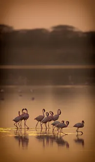 Lesser flamingos (Phoeniconaias minor) flock on lake at dawn, Lake Ndutu Tanzania Lesser flamingos (Phoeniconaias minor) flock on lake at dawn, Lake Ndutu Tanzania
