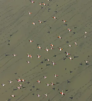 Lesser flamingos (Phopeniconaias minor) flock, aerial view, Natron lake, Rift valley Lesser flamingos (Phopeniconaias minor) flock, aerial view, Natron lake, Rift valley