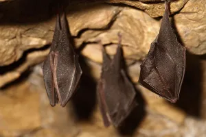 Roost Gallery: Lesser horseshoe bats (Rhinolophus hipposideros) in magnesium mine, Shropshire, England, UK, April