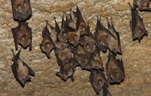 Lesser mouse eared bats (Myotis blythii) roosting in cave, Bagerova Steppe, Kerch Peninsula Lesser mouse eared bats (Myotis blythii) roosting in cave, Bagerova Steppe, Kerch Peninsula