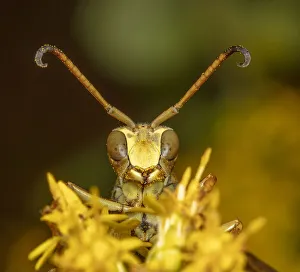 Lesser paper wasp (Polistes dorsalis) on Goldenrod (Solidago sp) Lesser paper wasp (Polistes dorsalis) on Goldenrod (Solidago sp)