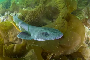 Lesser spotted catshark / Dogfish shark (Scyliorhinus canicula Lesser spotted catshark / Dogfish shark (Scyliorhinus canicula