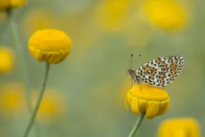 Lesser spotted fritillary (Melitaea trivia) adult at rest on yellow flower, Bulgaria Lesser spotted fritillary (Melitaea trivia) adult at rest on yellow flower, Bulgaria