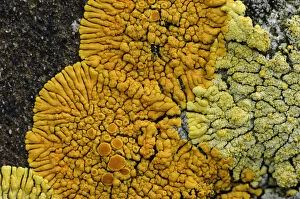 Images Dated 18th September 2006: Lichen {Caloplaca verruculifera} Killard Point NNR, County Down, Northern Ireland