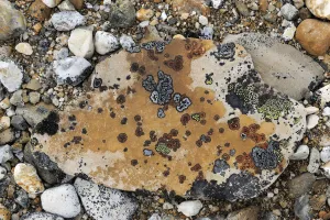 Lichen on rocks on ground, Svalbard, Norway Lichen on rocks on ground, Svalbard, Norway