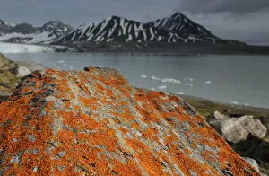 Images Dated 8th July 2011: Lichen (Xanthoria sp) growing on rocks by coastline, Svalbard, Norway