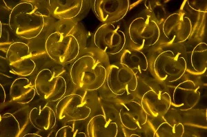 Light-bulb sea squirts (Clavelina lepadiformis), a colonial filter feeding invertebrate Light-bulb sea squirts (Clavelina lepadiformis), a colonial filter feeding invertebrate