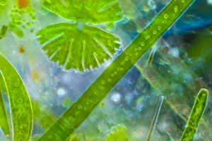 Light micrograph of pond water including single celled algae called desmids {Desmidiaceae Light micrograph of pond water including single celled algae called desmids {Desmidiaceae