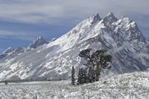 Limber Pine (Pinus flexilis) against high mountain peaks Limber Pine (Pinus flexilis) against high mountain peaks