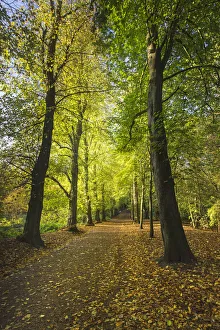 Lime Avenue a famous row of Lime trees (Tilia Sp) Hampstead Heath, London, England, UK Lime Avenue a famous row of Lime trees (Tilia Sp) Hampstead Heath, London, England, UK
